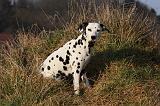 DALMATIEN 402